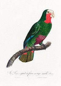 The Cuban Amazon, Amazona leucocephala from Natural History of Parrots (1801&mdash;1805) by <a href="https://www.rawpixel.com/search/Francois%20Levaillant?sort=curated&amp;page=1">Francois Levaillant</a>. Original from the Biodiversity Heritage Library. Digitally enhanced by rawpixel.