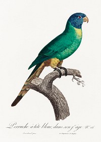 The Blue-Crowned Parakeet, Thectocercus acuticaudatus from Natural History of Parrots (1801&mdash;1805) by Francois Levaillant. Original from the Biodiversity Heritage Library. Digitally enhanced by rawpixel.