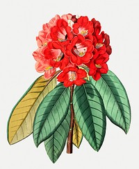 Vintage rhododendron rollissonii flower bouquet for decoration