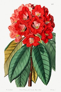 Rhododendron rollissonii from Edwards&rsquo;s Botanical Register (1829&mdash;1847) by <a href="https://www.rawpixel.com/search/Sydenham%20Edwards?sort=curated&amp;page=1">Sydenham Edwards</a>, <a href="https://www.rawpixel.com/search/John%20Lindley?sort=curated&amp;page=1">John Lindley</a>, and <a href="https://www.rawpixel.com/search/James%20Ridgway?sort=curated&amp;page=1">James Ridgway</a>.