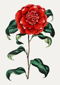 Vintage Mr. Reeves's crimson camellia for decoration