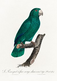The Cuban Amazon, Amazona leucocephala from Natural History of Parrots (1801&mdash;1805) by Francois Levaillant. Original from the Biodiversity Heritage Library. Digitally enhanced by rawpixel.