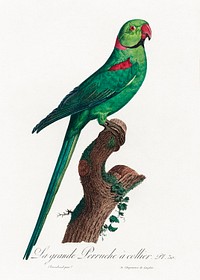 The Rose-Ringed Parakeet, Psittacula krameri from Natural History of Parrots (1801&mdash;1805) by Francois Levaillant. Original from the Biodiversity Heritage Library. Digitally enhanced by rawpixel.