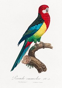 The Eastern Rosella, Platycercus eximius from Natural History of Parrots (1801&mdash;1805) by <a href="https://www.rawpixel.com/search/Francois%20Levaillant?sort=curated&amp;page=1">Francois Levaillant</a>. Original from the Biodiversity Heritage Library. Digitally enhanced by rawpixel.