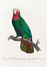 The Cuban Amazon (Amazona leucocephala) from Natural History of Parrots (1801&mdash;1805) by Francois Levaillant. Original from the Biodiversity Heritage Library. Digitally enhanced by rawpixel.
