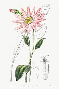 Mr. Dickson&#39;s echinacea from Edwards&rsquo;s Botanical Register (1829&mdash;1847) by <a href="https://www.rawpixel.com/search/Sydenham%20Edwards?sort=curated&amp;page=1">Sydenham Edwards</a>, <a href="https://www.rawpixel.com/search/John%20Lindley?sort=curated&amp;page=1">John Lindley</a>, and <a href="https://www.rawpixel.com/search/James%20Ridgway?sort=curated&amp;page=1">James Ridgway</a>.