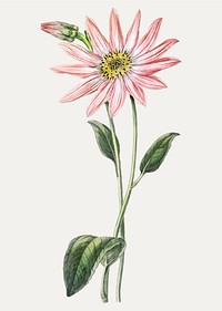 Vintage Mr. Dickson&#39;s echinacea branch for decoration
