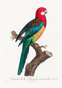 The Eastern Rosella, Platycercus eximius from Natural History of Parrots (1801&mdash;1805) by <a href="https://www.rawpixel.com/search/Francois%20Levaillant?sort=curated&amp;page=1">Francois Levaillant</a>. Original from the Biodiversity Heritage Library. Digitally enhanced by rawpixel.
