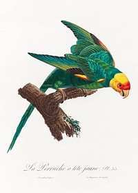 The Yellow-Crowned Parakeet, Cyanoramphus auriceps from Natural History of Parrots (1801&mdash;1805) by Francois Levaillant. Original from the Biodiversity Heritage Library. Digitally enhanced by rawpixel.