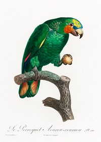The Orange-Winged Amazon, Amazona amazonica from Natural History of Parrots (1801&mdash;1805) by Francois Levaillant. Original from the Biodiversity Heritage Library. Digitally enhanced by rawpixel.
