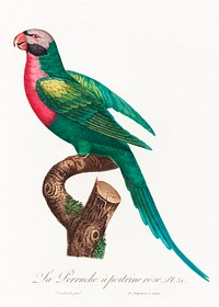 The Red-Breasted Parakeet, Psittacula alexandri from Natural History of Parrots (1801&mdash;1805) by <a href="https://www.rawpixel.com/search/Francois%20Levaillant?sort=curated&amp;page=1">Francois Levaillant</a>. Original from the Biodiversity Heritage Library. Digitally enhanced by rawpixel.