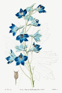 Shewy delphinium from Edwards&rsquo;s Botanical Register (1829&mdash;1847) by Sydenham Edwards, John Lindley, and James Ridgway.