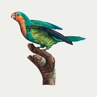 The Yellow-Crowned Parakeet illustration