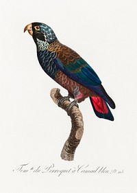 The Bronze-Winged Parrot, Pionus chalcopterus from Natural History of Parrots (1801&mdash;1805) by Francois Levaillant. Original from the Biodiversity Heritage Library. Digitally enhanced by rawpixel.