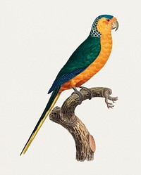 The Yellow-Fronted Parakeet (Cyanoramphus auriceps) illustration