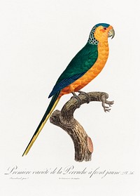 The Yellow-Fronted Parakeet, Cyanoramphus auriceps from Natural History of Parrots (1801&mdash;1805) by <a href="https://www.rawpixel.com/search/Francois%20Levaillant?sort=curated&amp;page=1">Francois Levaillant</a>. Original from the Biodiversity Heritage Library. Digitally enhanced by rawpixel.