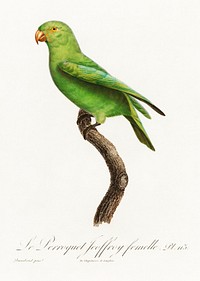 The Red-Cheeked Parrot, Geoffroyus geoffroyi, female from Natural History of Parrots (1801&mdash;1805) by Francois Levaillant. Original from the Biodiversity Heritage Library. Digitally enhanced by rawpixel.
