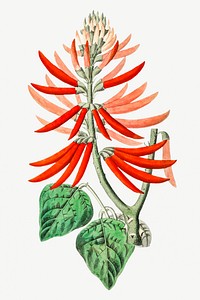 Vintage naked flowering erythrina branch for decoration