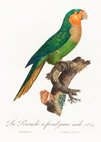 The Yellow-Headed Amazon, Amazona oratrix, male from Natural History of Parrots (1801&mdash;1805) by Francois Levaillant. Original from the Biodiversity Heritage Library. Digitally enhanced by rawpixel.