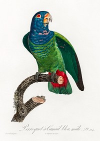 The Blue-Headed Parrot, Pionus menstruus from Natural History of Parrots (1801&mdash;1805) by <a href="https://www.rawpixel.com/search/Francois%20Levaillant?sort=curated&amp;page=1">Francois Levaillant</a>. Original from the Biodiversity Heritage Library. Digitally enhanced by rawpixel.