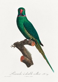 The Rose-Ringed Parakeet, Psittacula krameri from Natural History of Parrots (1801&mdash;1805) by <a href="https://www.rawpixel.com/search/Francois%20Levaillant?sort=curated&amp;page=1">Francois Levaillant</a>. Original from the Biodiversity Heritage Library. Digitally enhanced by rawpixel.