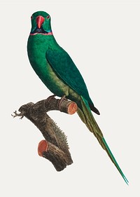 The Rose-Ringed Parakeet (Psittacula krameri) illustration