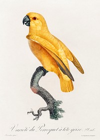 Senegal Parrot from Natural History of Parrots (1801&mdash;1805) by <a href="https://www.rawpixel.com/search/Francois%20Levaillant?sort=curated&amp;page=1">Francois Levaillant</a>. Original from the Biodiversity Heritage Library. Digitally enhanced by rawpixel.