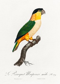 The Black-Headed Parrot from Natural History of Parrots (1801&mdash;1805) by Francois Levaillant. Original from the Biodiversity Heritage Library. Digitally enhanced by rawpixel.