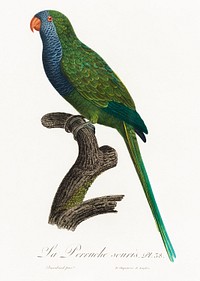 The Monk Parakeet, Myiopsitta monachus from Natural History of Parrots (1801&mdash;1805) by <a href="https://www.rawpixel.com/search/Francois%20Levaillant?sort=curated&amp;page=1">Francois Levaillant</a>. Original from the Biodiversity Heritage Library. Digitally enhanced by rawpixel.