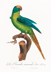 The Peach-Fronted Parakeet, Eupsittula aurea from Natural History of Parrots (1801&mdash;1805) by <a href="https://www.rawpixel.com/search/Francois%20Levaillant?sort=curated&amp;page=1">Francois Levaillant</a>. Original from the Biodiversity Heritage Library. Digitally enhanced by rawpixel.