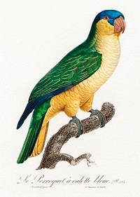 The Black-Lored Parrot, Tanygnathus gramineus from Natural History of Parrots (1801&mdash;1805) by <a href="https://www.rawpixel.com/search/Francois%20Levaillant?sort=curated&amp;page=1">Francois Levaillant</a>. Original from the Biodiversity Heritage Library. Digitally enhanced by rawpixel.