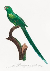 The Long-Tailed Parakeet, Psittacula longicauda from Natural History of Parrots (1801&mdash;1805) by <a href="https://www.rawpixel.com/search/Francois%20Levaillant?sort=curated&amp;page=1">Francois Levaillant</a>. Original from the Biodiversity Heritage Library. Digitally enhanced by rawpixel.