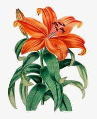 Vintage Thunberg&#39;s orange lily branch for decoration