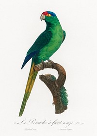 The Red-Crowned Parakeet, Cyanoramphus novaezelandiae from Natural History of Parrots (1801&mdash;1805) by <a href="https://www.rawpixel.com/search/Francois%20Levaillant?sort=curated&amp;page=1">Francois Levaillant</a>. Original from the Biodiversity Heritage Library. Digitally enhanced by rawpixel.