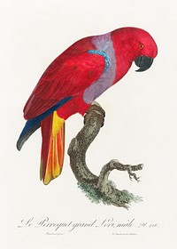 The Eclectus Parrot, Eclectus roratus, male from Natural History of Parrots (1801&mdash;1805) by Francois Levaillant. Original from the Biodiversity Heritage Library. Digitally enhanced by rawpixel.