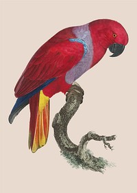 The Eclectus Parrot (Eclectus roratus), male vintage illustration