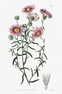 Hoary diplopappus from Edwards&rsquo;s Botanical Register (1829&mdash;1847) by <a href="https://www.rawpixel.com/search/Sydenham%20Edwards?sort=curated&amp;page=1">Sydenham Edwards</a>, <a href="https://www.rawpixel.com/search/John%20Lindley?sort=curated&amp;page=1">John Lindley</a>, and <a href="https://www.rawpixel.com/search/James%20Ridgway?sort=curated&amp;page=1">James Ridgway</a>.
