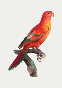 The Crimson shining parrot illustration