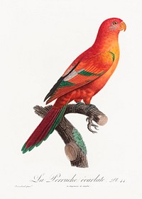 The Crimson Shining Parrot, Prosopeia splendens from Natural History of Parrots (1801&mdash;1805) by <a href="https://www.rawpixel.com/search/Francois%20Levaillant?sort=curated&amp;page=1">Francois Levaillant</a>. Original from the Biodiversity Heritage Library. Digitally enhanced by rawpixel.