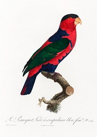 The Black-Capped Lory (Lorius lory) from Natural History of Parrots (1801&mdash;1805) by <a href="https://www.rawpixel.com/search/Francois%20Levaillant?sort=curated&amp;page=1">Francois Levaillant</a>. Original from the Biodiversity Heritage Library. Digitally enhanced by rawpixel.
