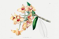 Copper-coloured Dendrobium from Edwards&rsquo;s Botanical Register (1829&mdash;1847) by <a href="https://www.rawpixel.com/search/Sydenham%20Edwards?sort=curated&amp;page=1">Sydenham Edwards</a>, <a href="https://www.rawpixel.com/search/John%20Lindley?sort=curated&amp;page=1">John Lindley</a>, and <a href="https://www.rawpixel.com/search/James%20Ridgway?sort=curated&amp;page=1">James Ridgway</a>.