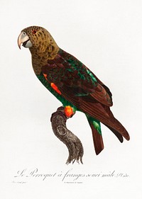 The Brown-Necked Parrot, Poicephalus fuscicollis from Natural History of Parrots (1801&mdash;1805) by <a href="https://www.rawpixel.com/search/Francois%20Levaillant?sort=curated&amp;page=1">Francois Levaillant</a>. Original from the Biodiversity Heritage Library. Digitally enhanced by rawpixel.