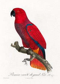 The Eclectus Parrot from Natural History of Parrots (1801&mdash;1805) by <a href="https://www.rawpixel.com/search/Francois%20Levaillant?sort=curated&amp;page=1">Francois Levaillant</a>. Original from the Biodiversity Heritage Library. Digitally enhanced by rawpixel.