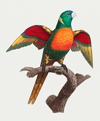 The Blue-Headed Parrot (Pionus menstruus) illustration