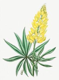 Vintage yellow perennial lupine flower branch for decoration