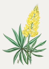 Vintage yellow perennial lupine flower branch for decoration