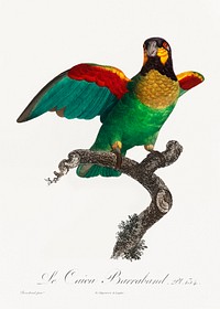 The Orange-Cheeked Parrot, Pyrilia barrabandi from Natural History of Parrots (1801&mdash;1805) by <a href="https://www.rawpixel.com/search/Francois%20Levaillant?sort=curated&amp;page=1">Francois Levaillant</a>. Original from the Biodiversity Heritage Library. Digitally enhanced by rawpixel.