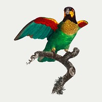 The Orange-cheeked parrot vintage illustration