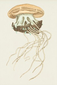 Crown Jellyfish (Cephean medusa) illustration from The Naturalist&#39;s Miscellany (1789-1813) by George Shaw (1751-1813)