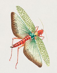 Egyptian locust illustration from The Naturalist&#39;s Miscellany (1789-1813) by George Shaw (1751-1813)